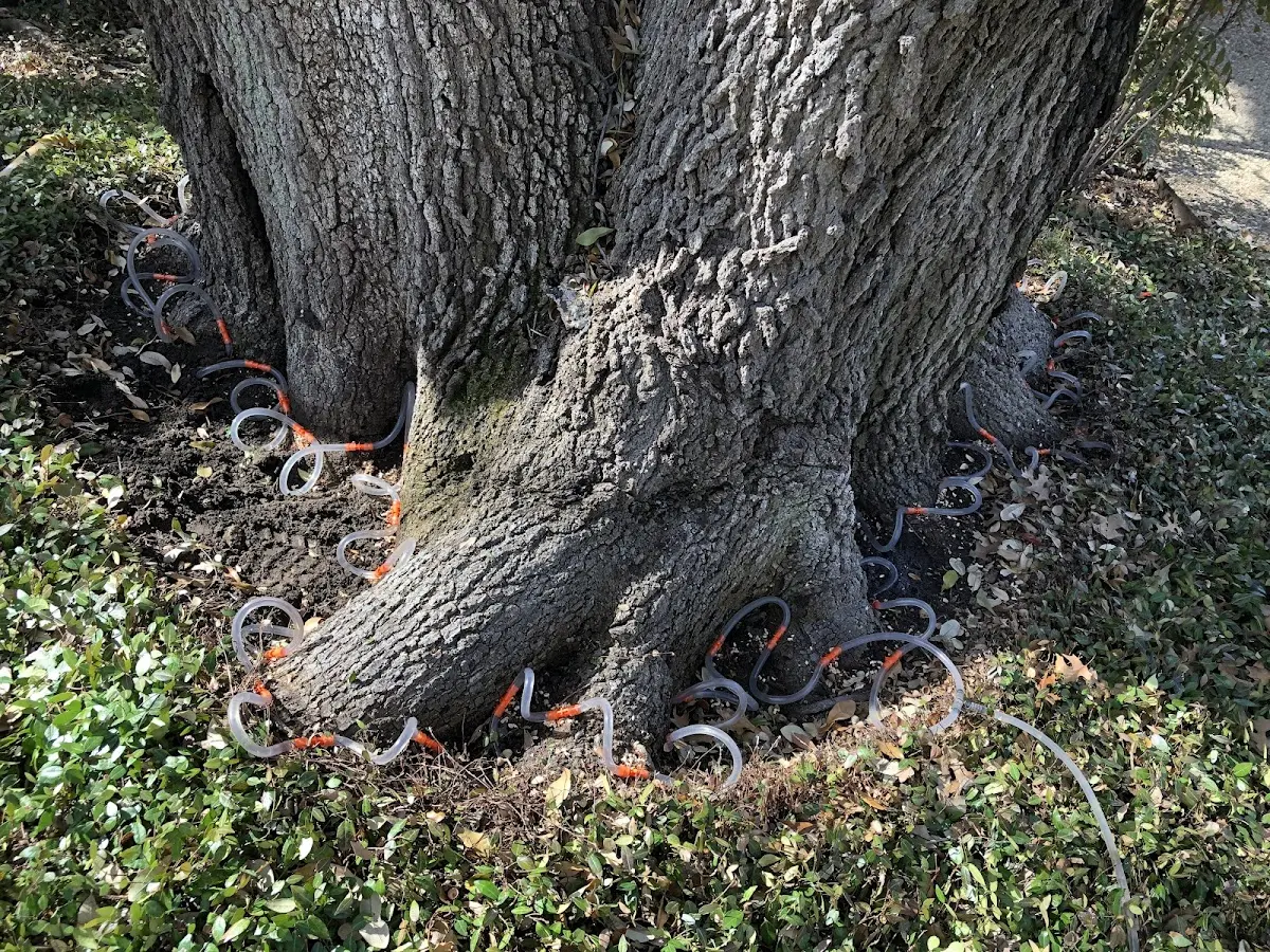 Detailed Tree Cabling and Bracing job site in Culpeper